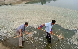 Trung Quốc: Hơn 100 tấn cá chết do nhiễm độc ammonia