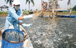 “Sóng ngầm” thị trường cá tra