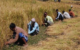 FAO hạ dự báo sản lượng gạo toàn cầu năm 2013
