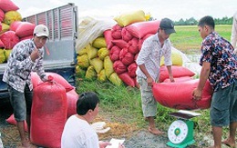 Liên kết sản xuất, tiêu thụ lúa gạo: Cần sự tham gia của “hàng xáo”