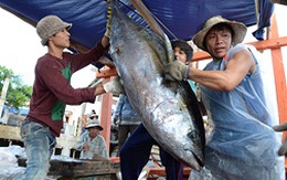 Chất lượng cá ngừ đại dương không phụ thuộc câu đèn hay giàn cao áp