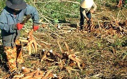 Quảng Bình: Nông dân trồng sắn điêu đứng vì nhà máy mất điện