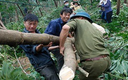 Vẫn trồng cao su ở vùng bão