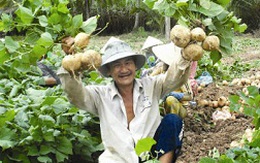 “Vàng trắng” ở An Thạnh Đông