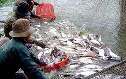 Thiếu liên kết, doanh nghiệp và nông dân nuôi cá tra đều "bẻ kèo"