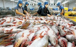 “Đói” cá tra giữa mùa xuất khẩu