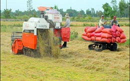 Giá gạo tăng, nông dân không được hưởng: Lỗi từ chính sách!