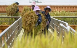 Giá xuất gạo Việt tăng 10% nhờ hợp đồng với Philippines