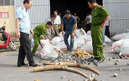 Gần 2 tấn ngà voi nhập lậu qua cảng Hải Phòng