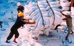 Triển khai Quy hoạch thương nhân kinh doanh xuất khẩu gạo