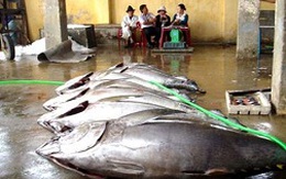 Sẽ có chợ đấu giá cá ngừ