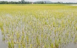 Hàng ngàn ha lúa Thu Đông tại ĐBSCL bị ngập úng
