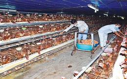 Thịt gà, trứng gia cầm: Giá sỉ quay đầu giảm, chợ lẻ vẫn cao ngất