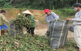 Gom lá cò ke bán qua Trung Quốc