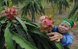 Trung Quốc trồng thành công 20.000ha thanh long: Thanh long Việt hết độc tôn