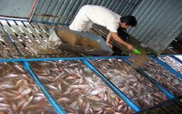 Giá cá điêu hồng giảm, nông dân ngại thả giống