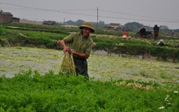 Bắc Giang: Trồng rau cần VietGAP thu 600 triệu đồng/ha