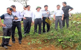 Nghệ An: Cho trồng mới hơn 3.000ha cao su