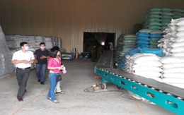Rất ít lúa được bán trực tiếp cho doanh nghiệp xuất khẩu