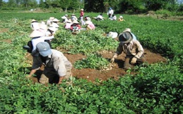 Cả tin, nông dân Trà Vinh bị chiếm đoạt gần 1 tỷ đồng