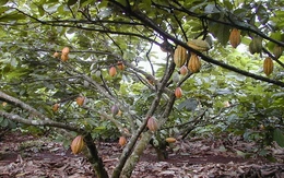 Diện tích cacao giảm trên 3.000ha