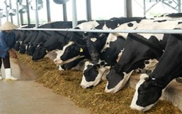 Năm 2020, Việt Nam sẽ có khoảng 500 nghìn con bò sữa
