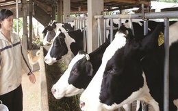 Áp dụng quota nhập khẩu đối với doanh nghiệp sản xuất sữa