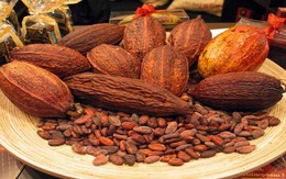 Thị trường cacao thế giới đối mặt khủng hoảng nguồn cung