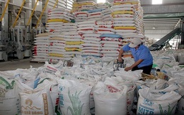 Gạo Việt Nam bị áp thuế 20% khi xuất sang Mexico