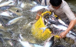 Xuất khẩu cá tra 2013 ước đạt 1,8 tỷ USD