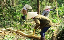 Gỗ nguyên liệu rừng trồng lên cơn sốt