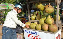 Giá dừa sáp từ 200.000-250.000 đồng/trái