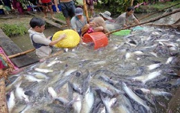 Nông dân nuôi cá tra mất vốn