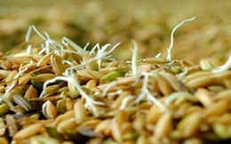 Phú Yên: "Loạn" lúa giống