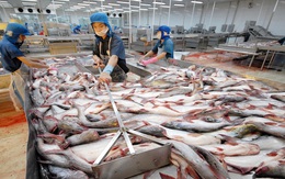 Cứu ngành cá tra: Dẹp loạn đầu mối xuất khẩu