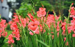 Lâm Đồng: Hoa lay ơn Tết hút hàng, được giá