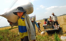 Nông dân lao đao với giá lúa giảm