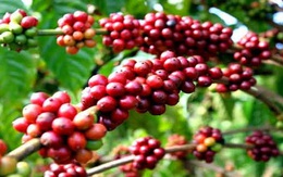 Sản lượng cà phê sẽ giảm mạnh vì “cúm”