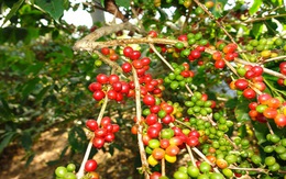 Trên 140.000 ha cà phê cần 'trẻ hóa'