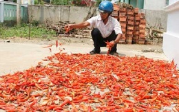 Không hủy giống ớt cay Trung Quốc chưa qua kiểm dịch