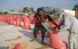 Kiến nghị thu mua tạm trữ 1 triệu tấn gạo trong 4 tháng