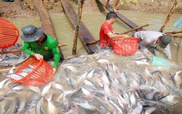 ĐBSCL: Giá cá tra tiếp tục tăng