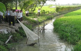 Nông dân Cà Mau phấn khởi được mùa cá đồng