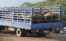 Đề nghị tạm dừng nhập gia súc qua cửa khẩu Lao Bảo