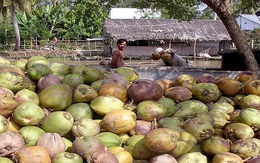 Giá dừa khô Tiền Giang liên tục tăng mạnh, khan hàng