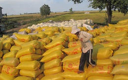 Tiêu thụ lúa ở Đồng bằng sông Cửu Long: Càng liên kết... càng “chết”