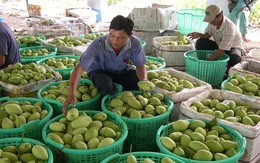 Thực hư chuyện xoài Trung Quốc "ngậm hóa chất"