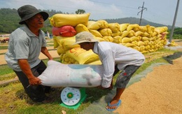 Cuộc chiến giá gạo: Việt Nam sẽ thua vì... phụ thuộc?