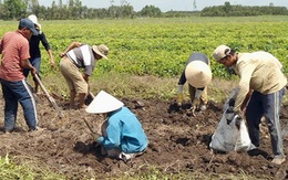 Nông dân trồng khoai mỡ “lao đao” vì giá thấp