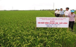 Việt Nam dư sức làm lúa đặc sản, giá gạo ở đáy vì ai?